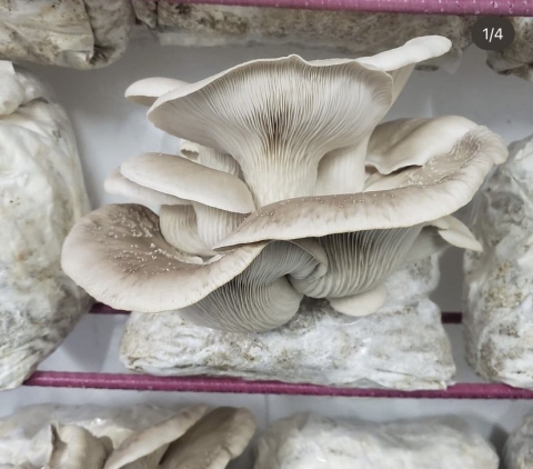 Fruiting mushrooms on a shelf 