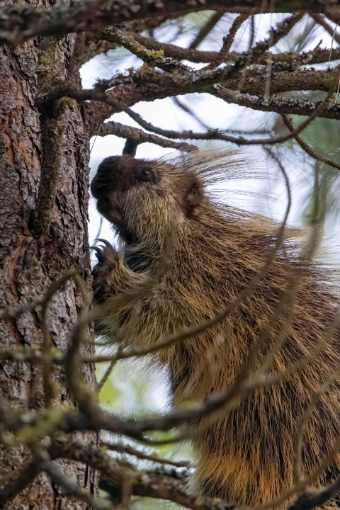 A porcupine sitting in a pine tree