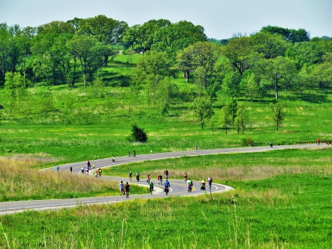 Two dozen or so bicyclists ride curving road through bright green fields with trees.