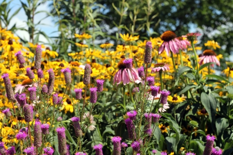 A pollinator garden in bloom showcasing a variety of yellow and purple native plants.