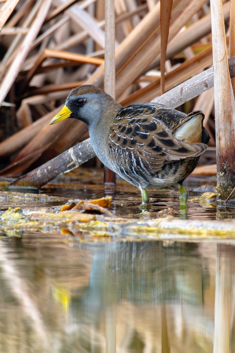 Sora in a mangrove