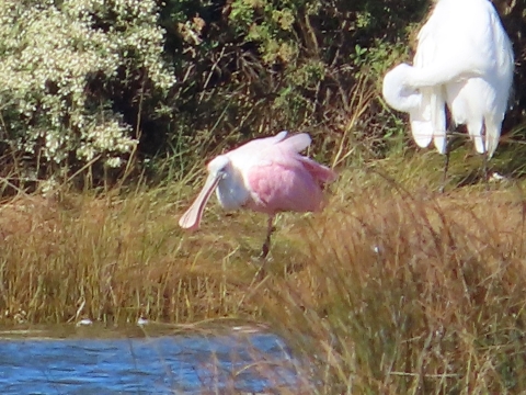 Large pink & white spoonbilled bird is on a grassy shoreline with a large white flamingo preening its feathers