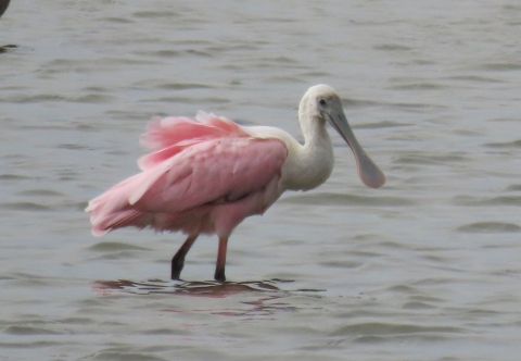 Large pink and white long spoon-billed bird wading in gray shallow water
