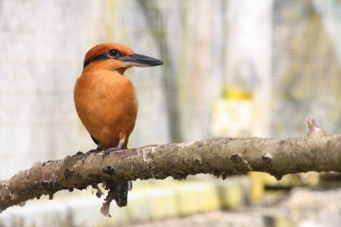 An orange bird with a black stripe across its eye and a long black beak sits on a branch