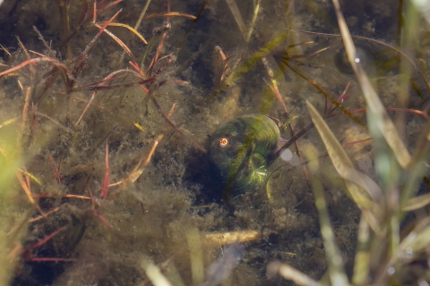A green snail surrounded by aquatic vegetation