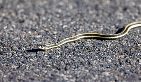 A small, striped snake suns itself on pavement