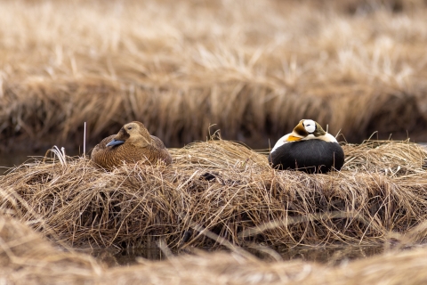 Spectacled Eider male and female nesting
