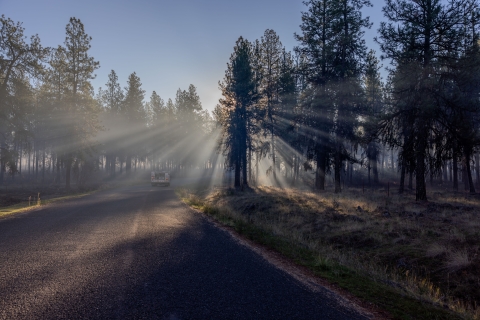 Sunrays diffuse through smoke between some trees during a prescribed fire
