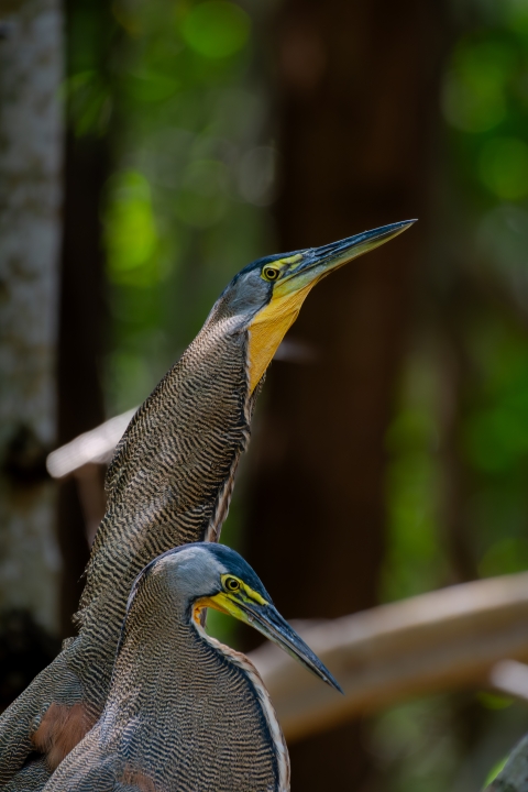 A pair of bare-throated tiger heron