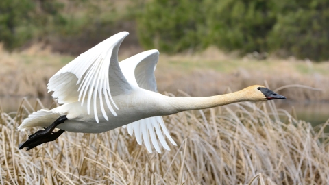 A trumpeter swan mid-flight