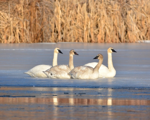Four swans rest on some ice in the middle of a pond