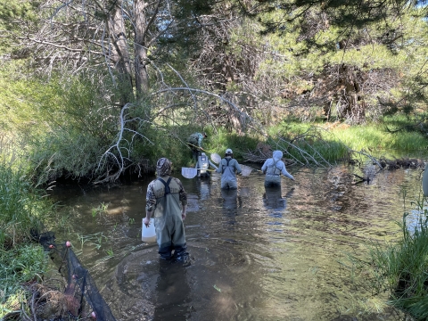 Four Washoe Environmental Protection Department members wade in Angora Creek with nets as they collect samples. 