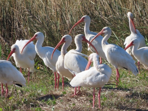Flock of tall, pink-long legged white wading birds with a long, curved pink bill, are standing on the green grassy shore.
