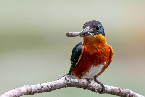 American pygmy kingfisher with food in its beak