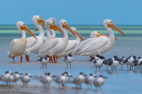 American white pelicans in Mexico