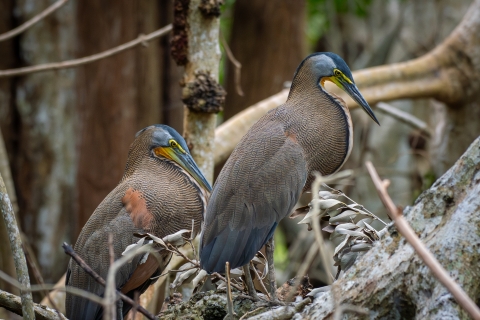 bare-throated tiger herons on a nest