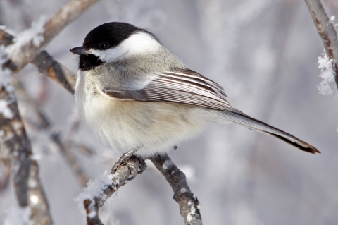 Close up side profile of a black-capped chickadee with fluffed up feathers on a gray branch with snow and lichen covering it.