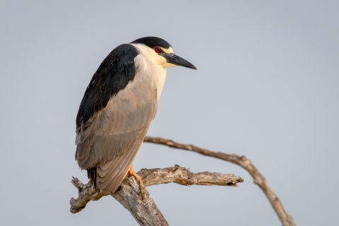 Black-crowned night heron