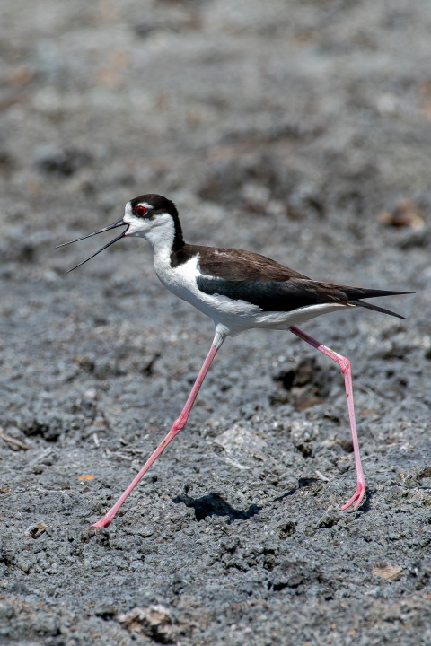Black-necked stilt 