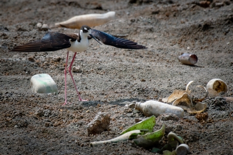 Black-necked stilt