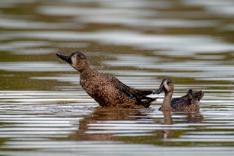 North American Wetlands Conservation | U.S. Fish & Wildlife Service