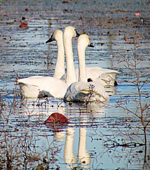 Three tundra swans swim together.