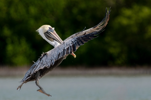 Brown pelican with wings up