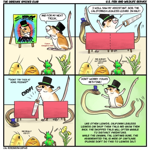 A four panel comic. In the first panel, a tipton kangaroo rat in a top hat stands next to a sign that says, tippy trixys obscure magic. she says to a group of critters, and for my next trick. In panel 2, she stands behind a california legless lizard with a top hat in a magic box with his head and tail coming out each end. trixy says, I will saw my assistant bob, the california legless lizard, in half. comments in the audience include, oooo, and, she already cut his legs off? In panel 3, she chops through the lizard in the box with a saw. there is a note that says, dont try this at home, friends! in the audience, a flower gasps and someone says, she really did it! In panel four, the legless lizard is outside the box, alive and smiling, and his tail is wiggling next to him. the kangaroo rat says, dont worry folks, he is fine! the rest of the panel reads, like other lizards, california legless lizards can drop their tails and grow them back. the dropped tails will often wiggle to distract predators. while the original tail contains bone, the regenerated tail is made of cartilage. Please dont do this to lizards in real life! The end.