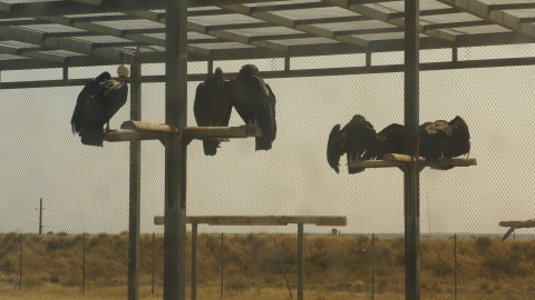 Condors perched in pens at the World Center for Birds of Prey in Boise, Idaho