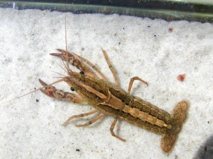 Panama City crayfish