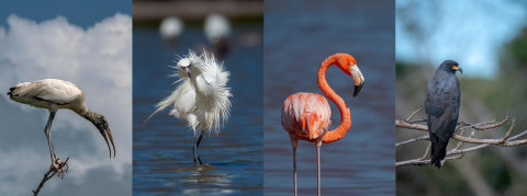 Collage of neotropical birds photographed by Ernesto Gomez. From left to right: Wood stork, white morph reddish egret, American flamingo, and a snail kite.