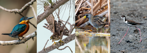 Collage of neotropical birds photographed by Ernesto Gomez. From left to right: American pygmy kingfisher, a merlin, a sora, and a black-necked stilt.