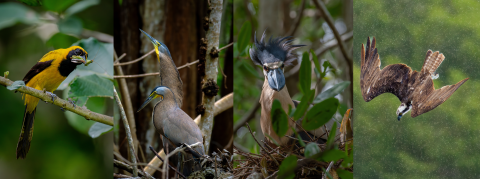 Collage of neotropical birds photographed by Ernesto Gomez. From the left to right: yellow-tailed oriole, two least bittern, boat-billed heron, and an osprey.