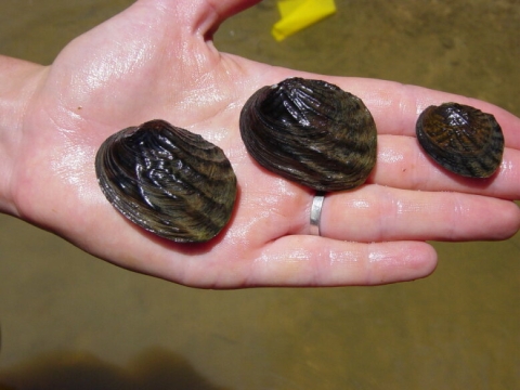 3 mussels in a hand.