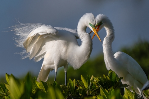 Two great egrets