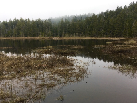 a small, shallow pond ringed by spruce fir forest