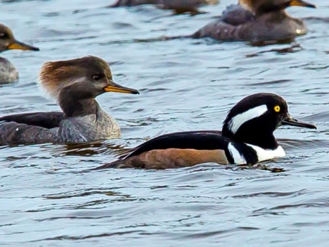 Close up image of a male and female hooded merganser floating in open water