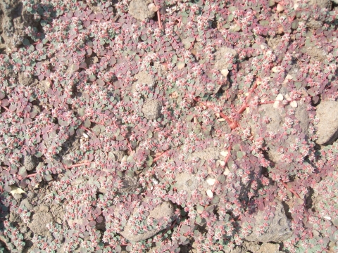 a pink and green plant grows against the rocky ground in a thick mat