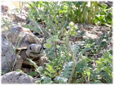 small tortoise among grasses walking into frame from left