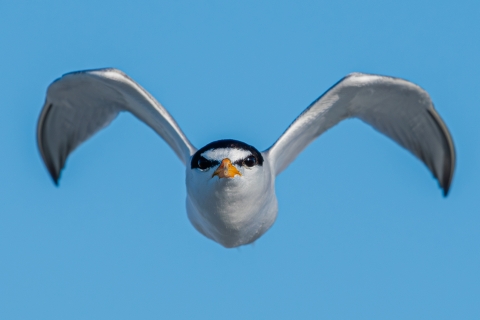 Least tern in flight