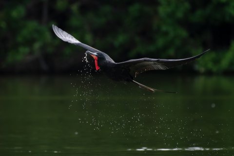 Magnificent frigatebird taking flight in a wetland