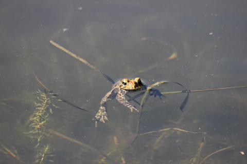 American toad sprawled out and floating with its head above the surface of a slightly murky pond with water vegetation visible beneath the surface.