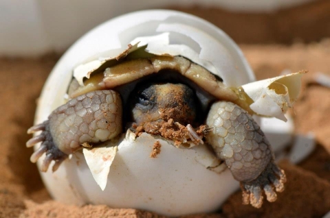 Tortoise in egg hatching