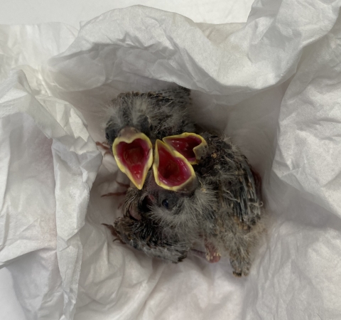Three nestling house finches with their mouths open waiting to be fed. They're huddled together in a nest of paper.