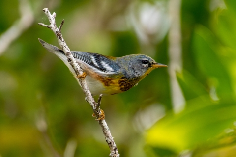 Northern parula