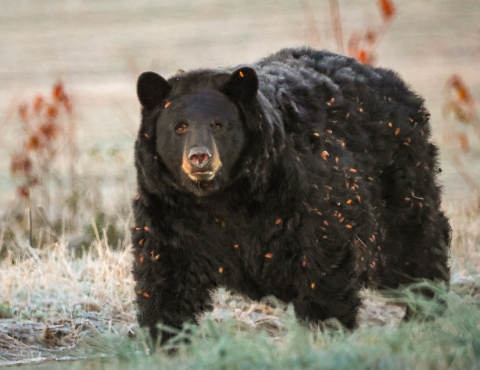Large black bear walking on all fours in a green field. Extra furry coat is spotted with parts of brown weeds through which he's been walking.