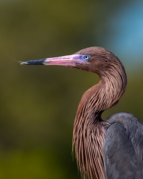 Reddish egret
