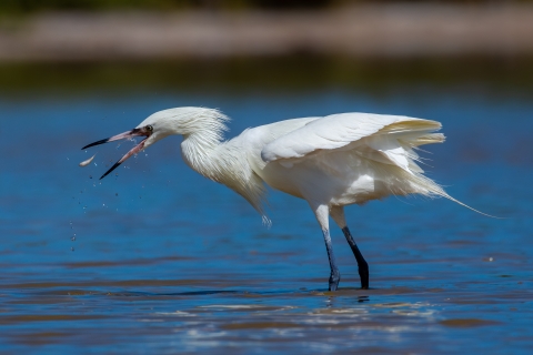 Reddish egret (white morph) catching prey in a wetland