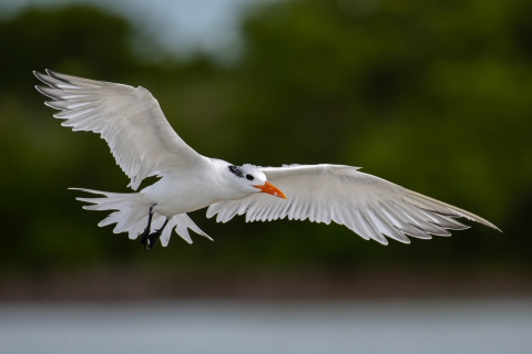 Royal tern in flight