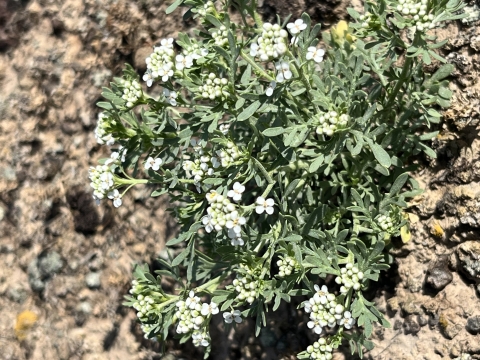 A plant can be seen close-up with light green folliage and small white flowers. The background is brown. 